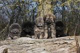 DOGUE DU TIBET 219